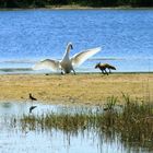 "Vögel in Wolfsburg"