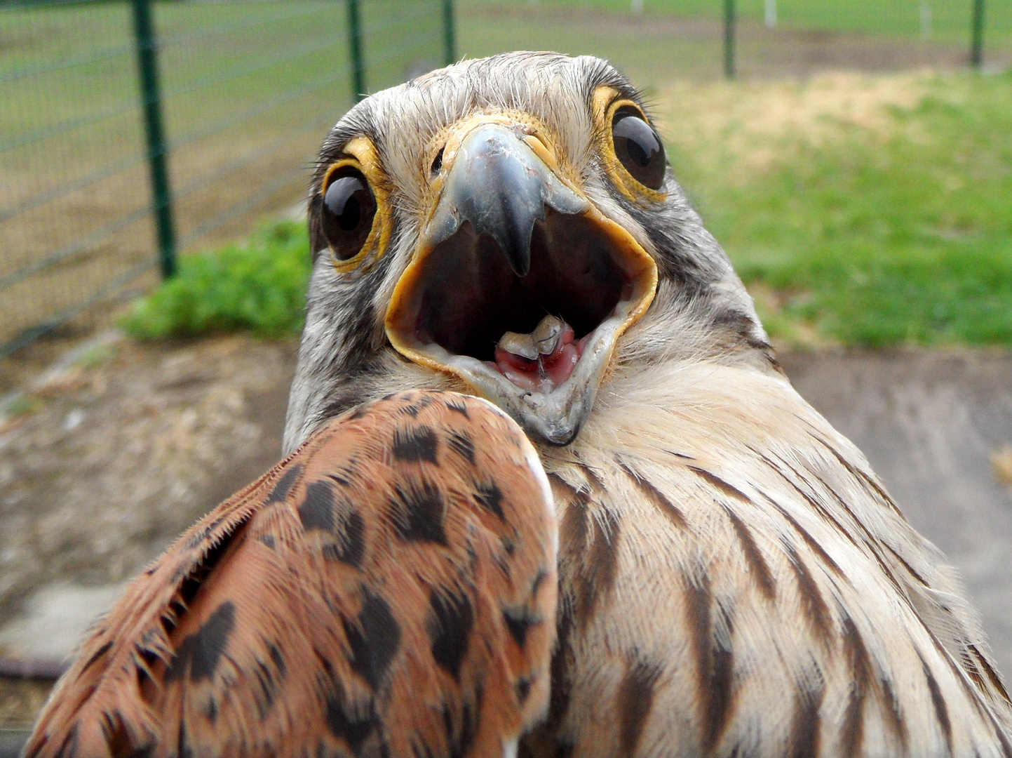 "Vögel in Wolfsburg"