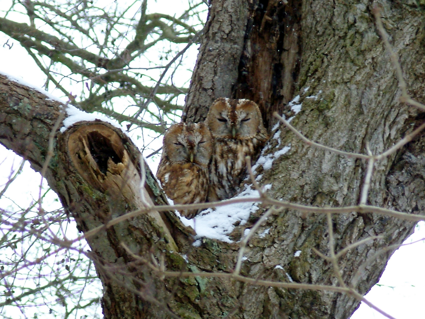 "Vögel in Wolfsburg"