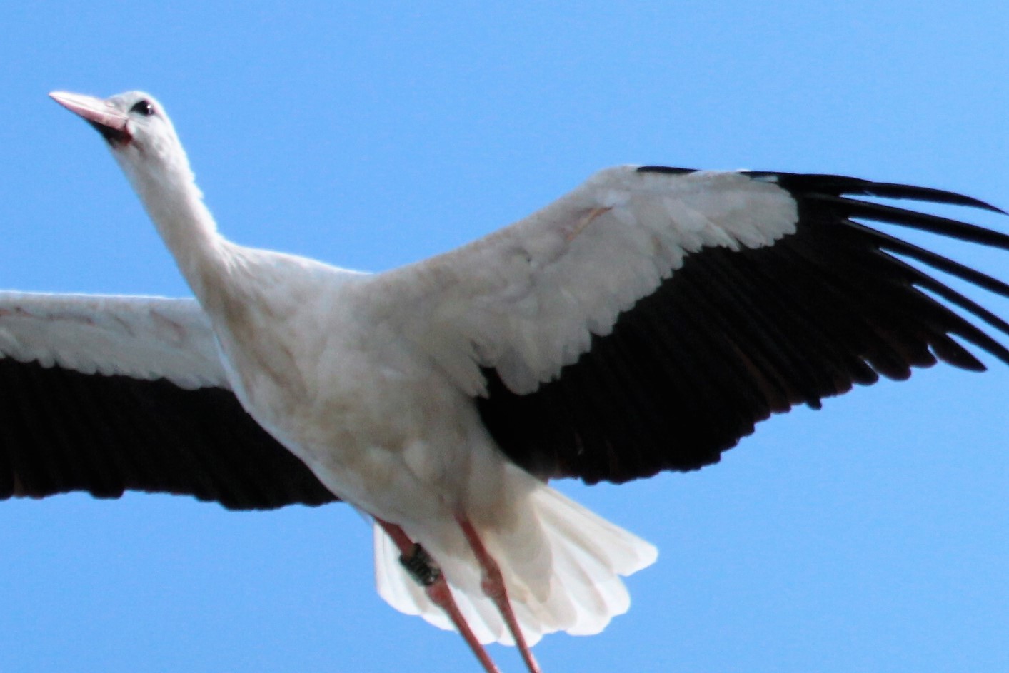 Vögel in Wolfsburg