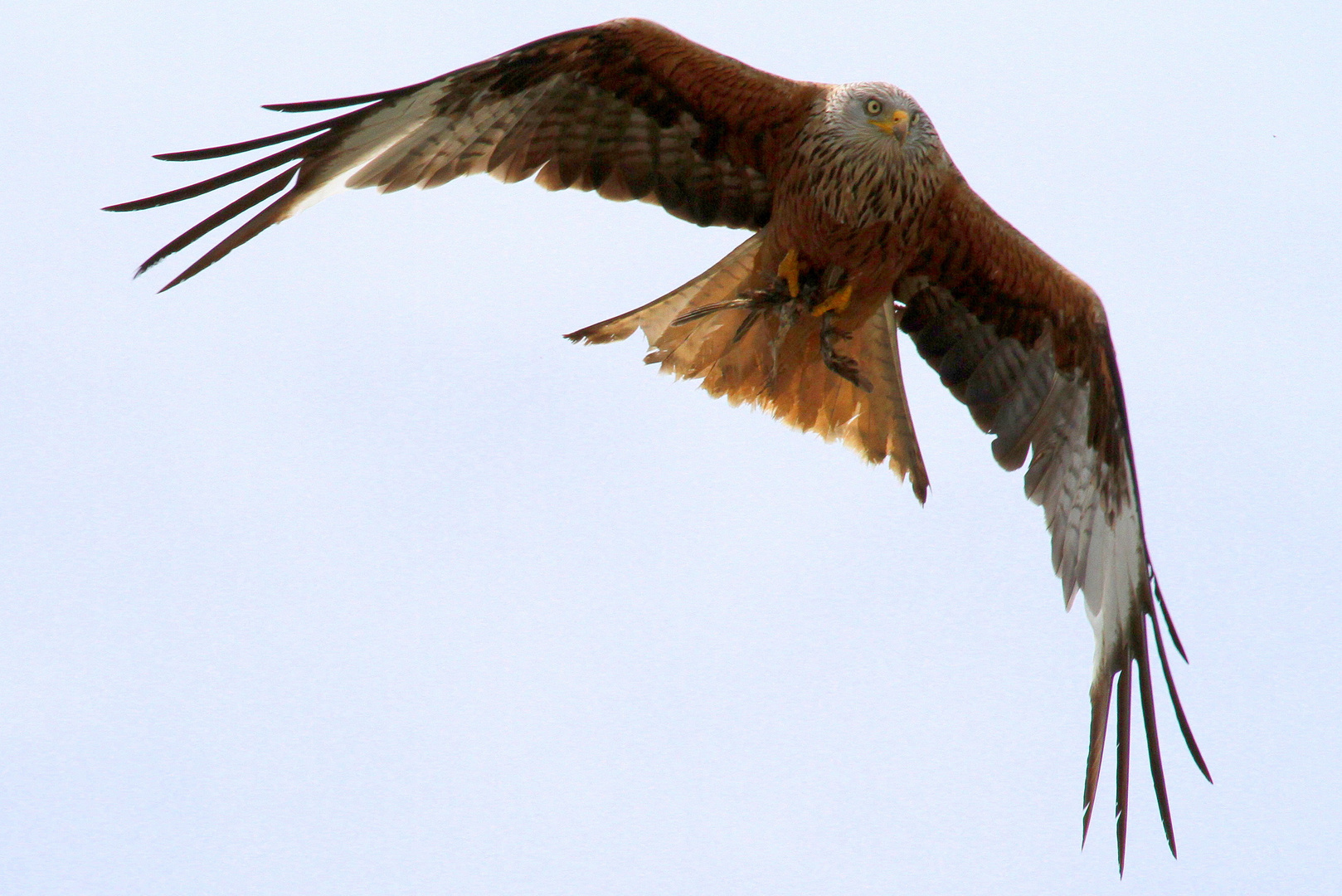 "Vögel in Wolfsburg"