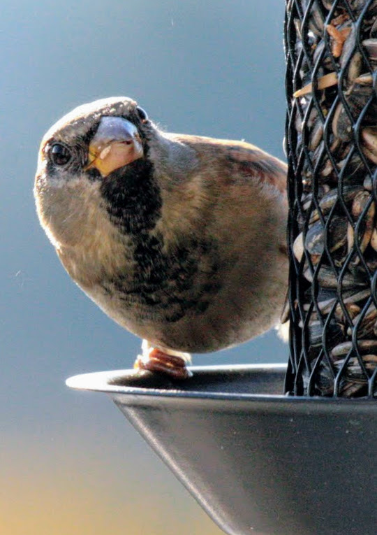 Vögel in Wolfsburg