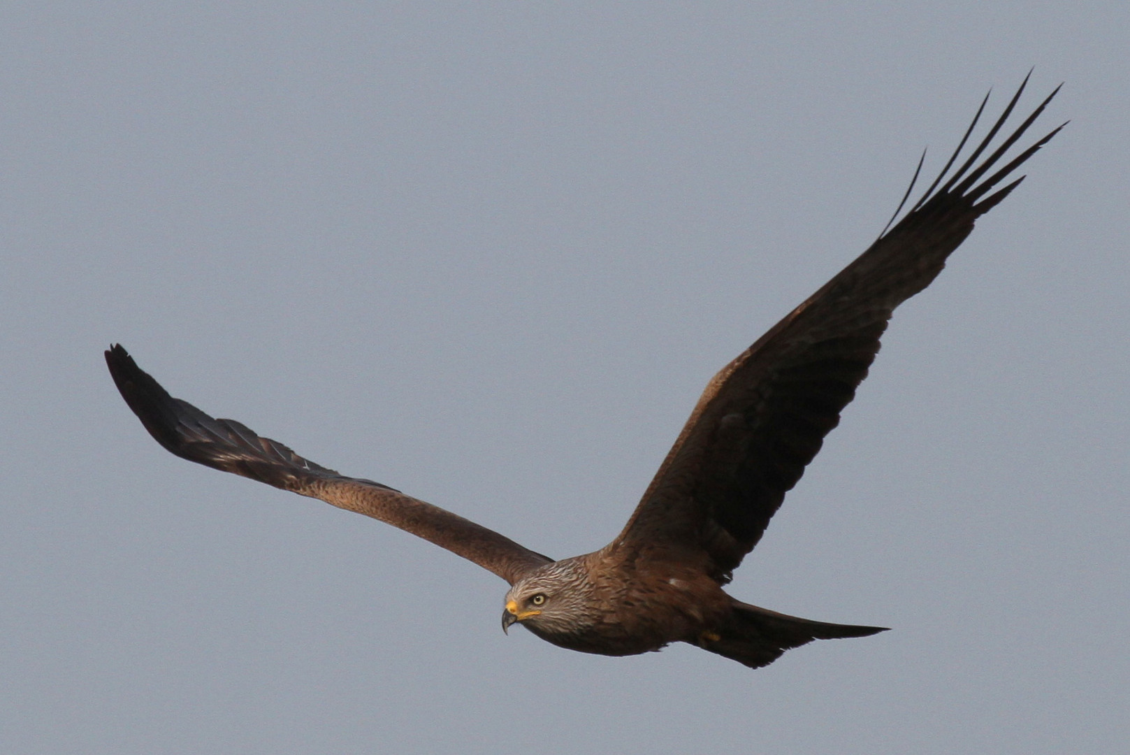 "Vögel in Wolfsburg"