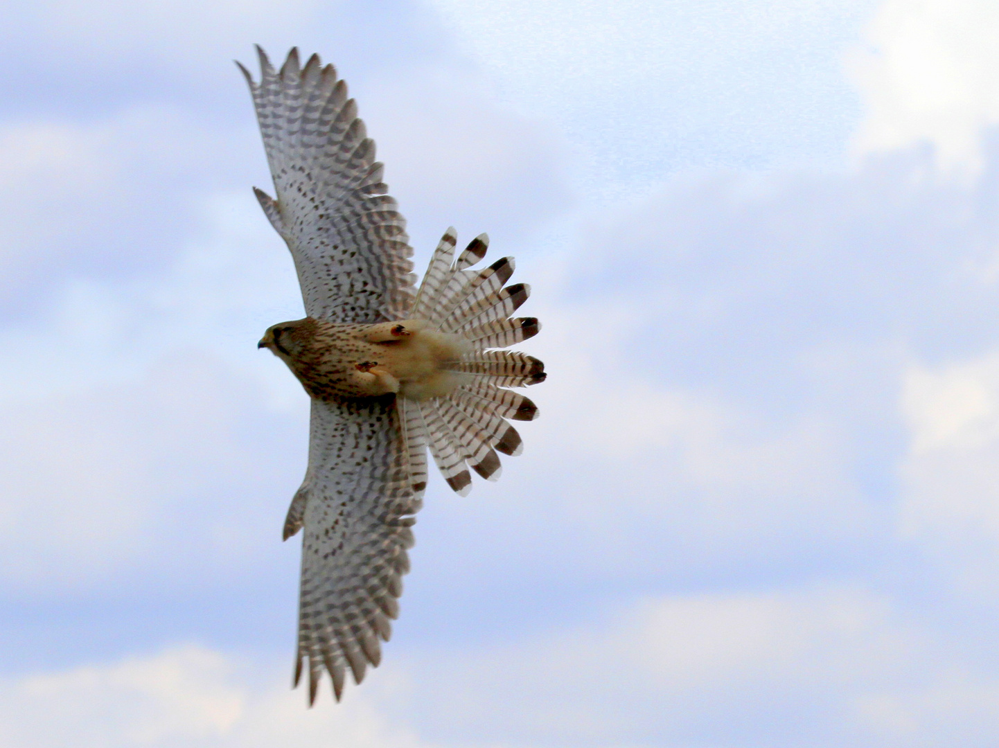 "Vögel in Wolfsburg"