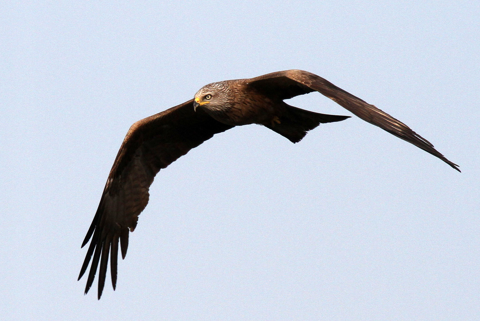 "Vögel in Wolfsburg"