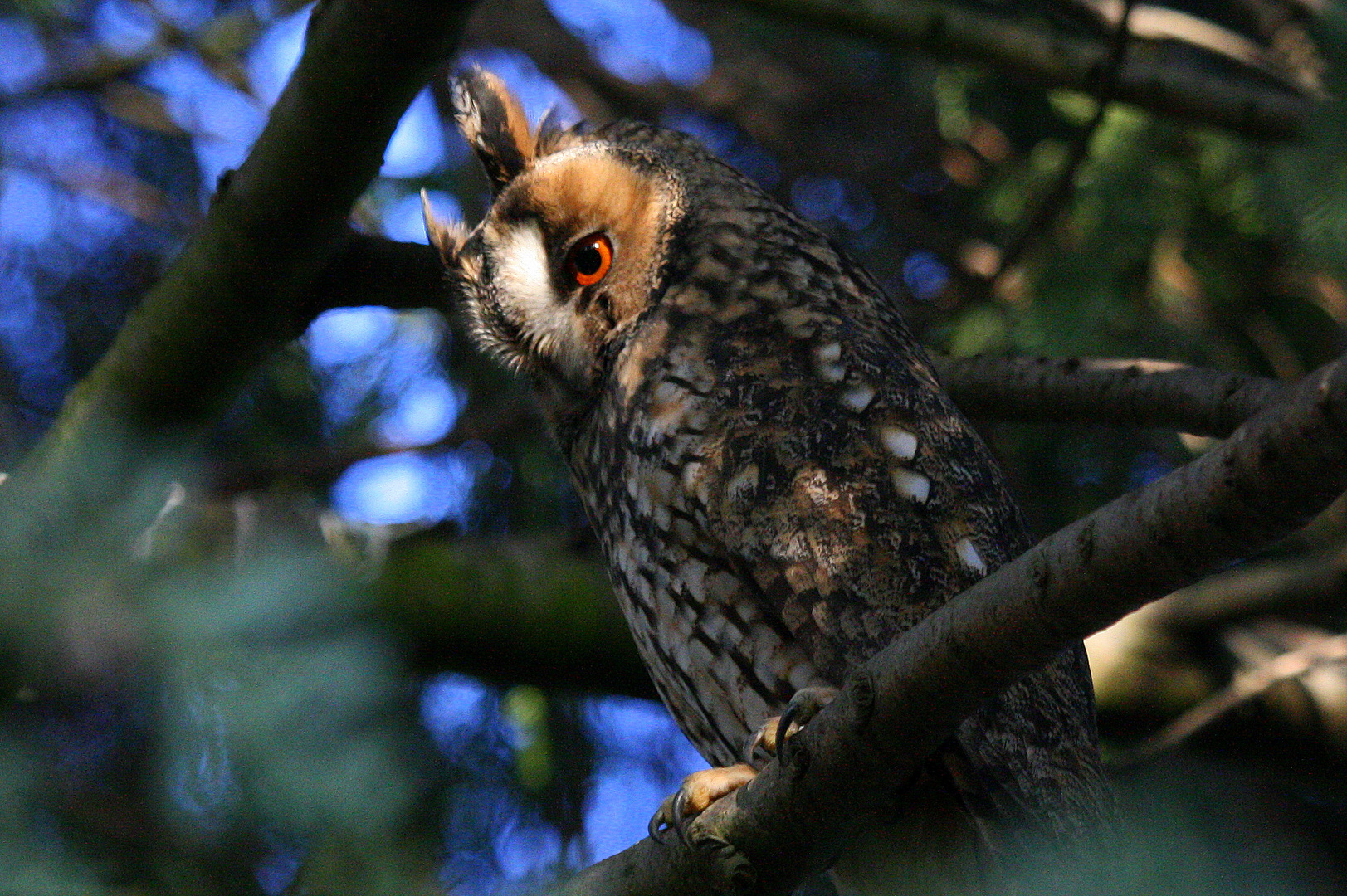 "Vögel in Wolfsburg"