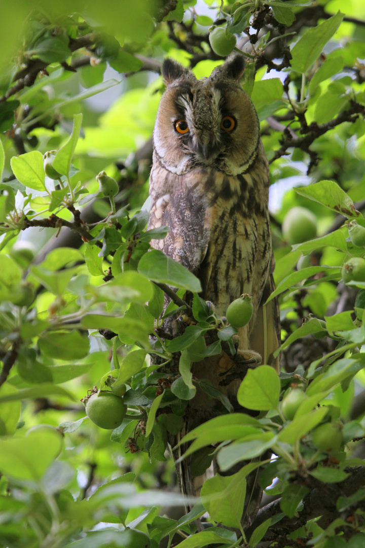 "Vögel in Wolfsburg"