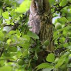 "Vögel in Wolfsburg"