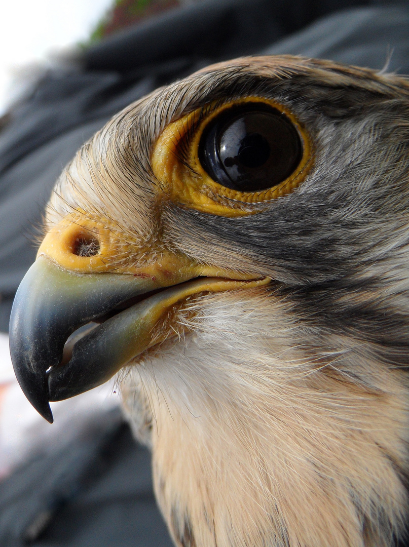 "Vögel in Wolfsburg"