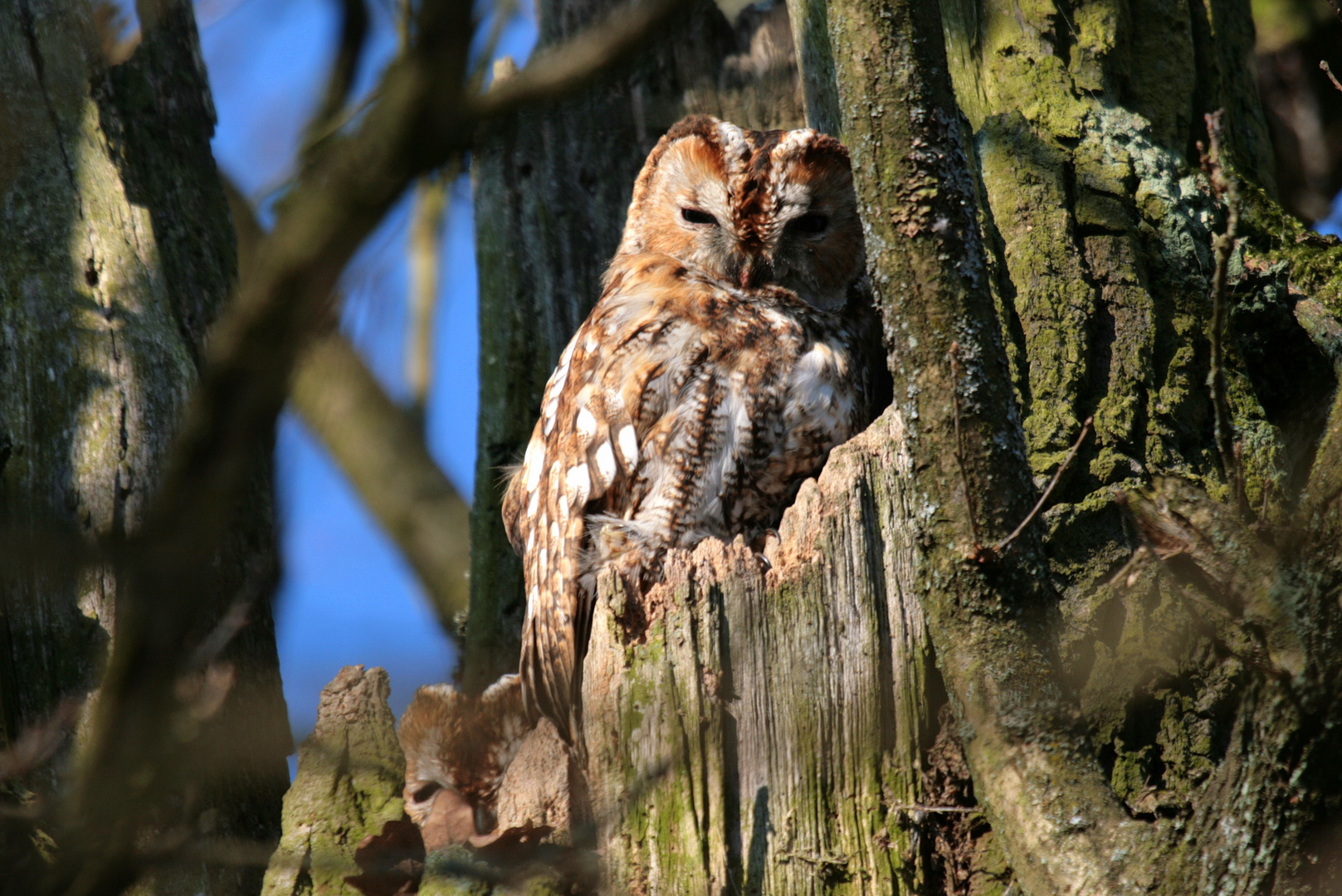 "Vögel in Wolfsburg"