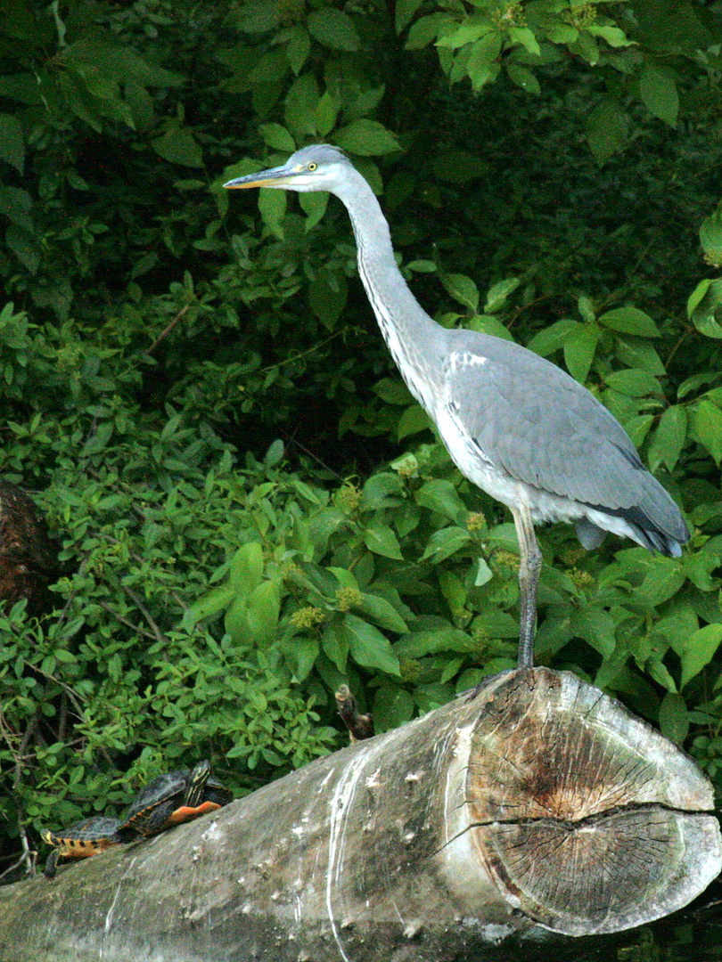 "Vögel in Wolfsburg"