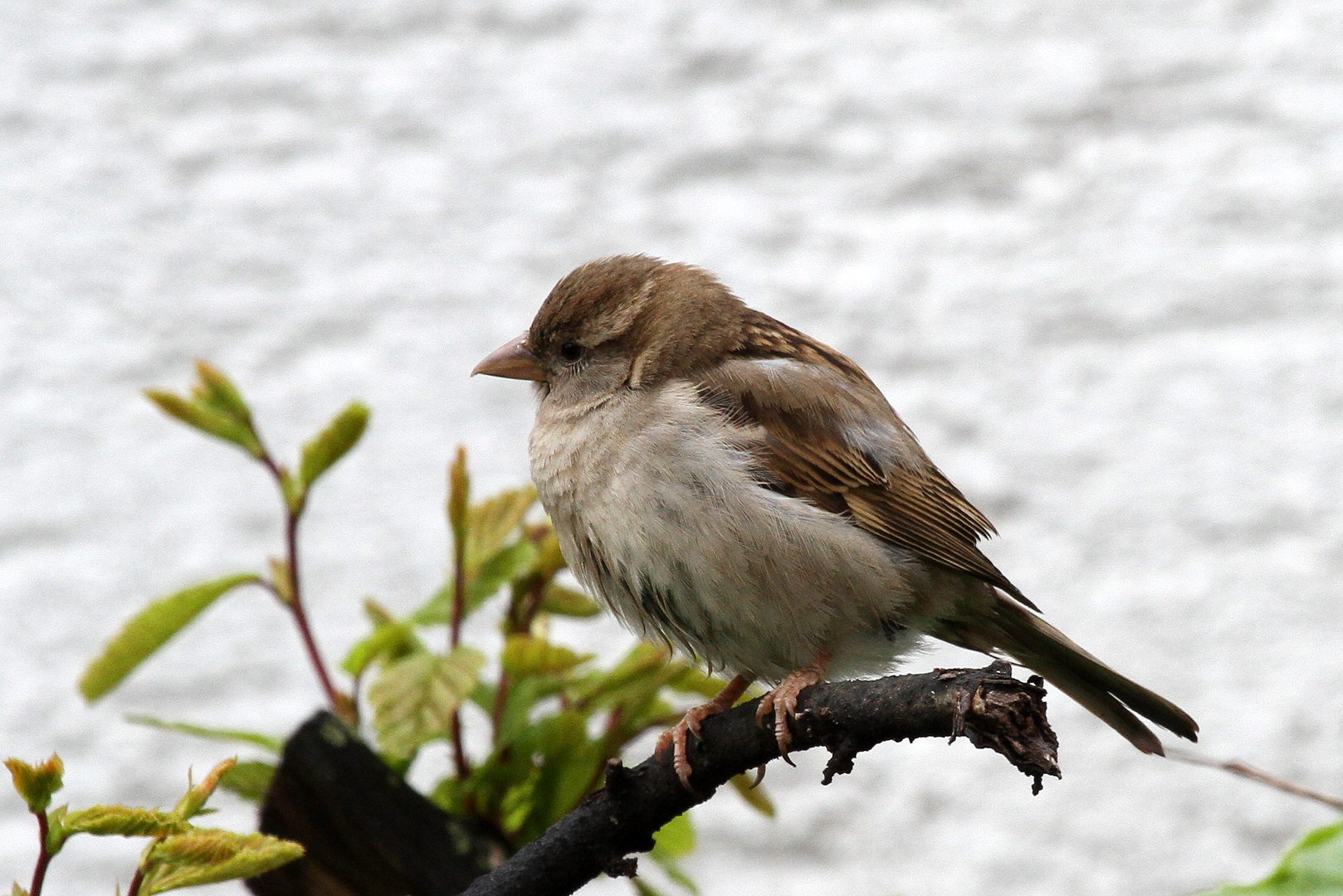 "Vögel in Wolfsburg"