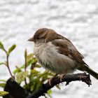 "Vögel in Wolfsburg"