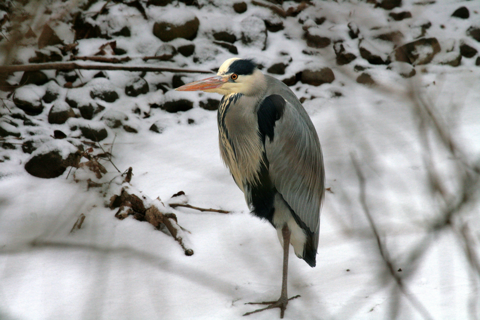 Vögel in Wolfsburg