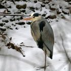 Vögel in Wolfsburg