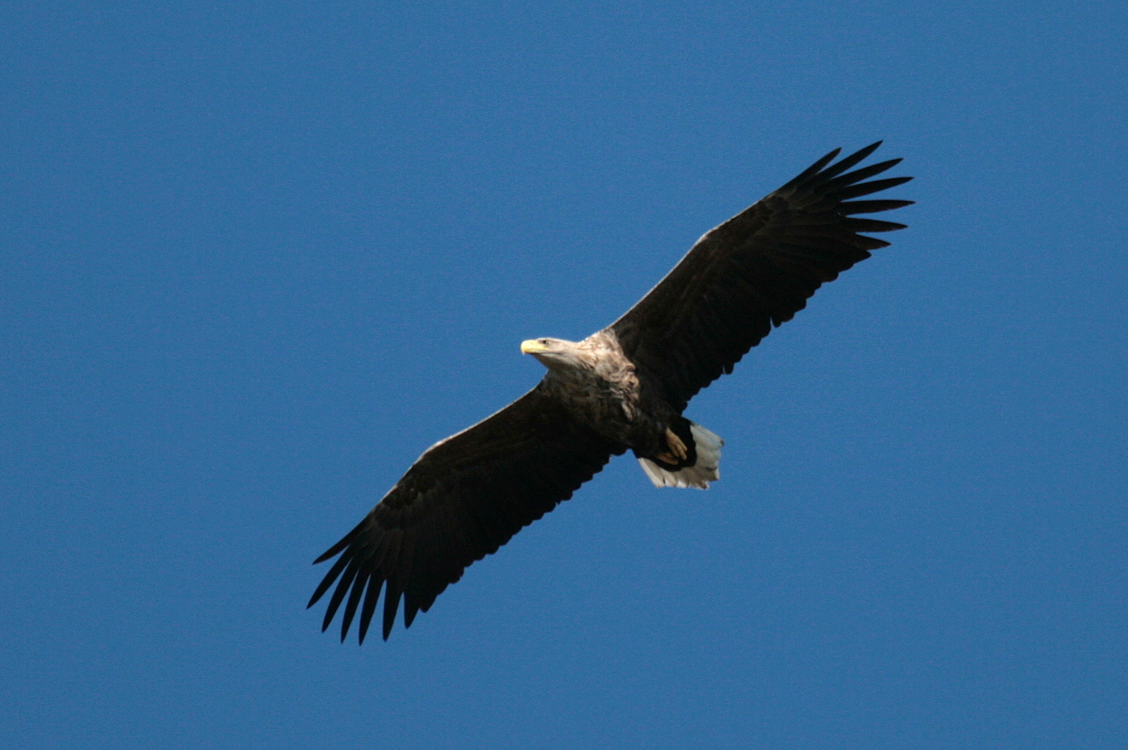 "Vögel in Wolfsburg"