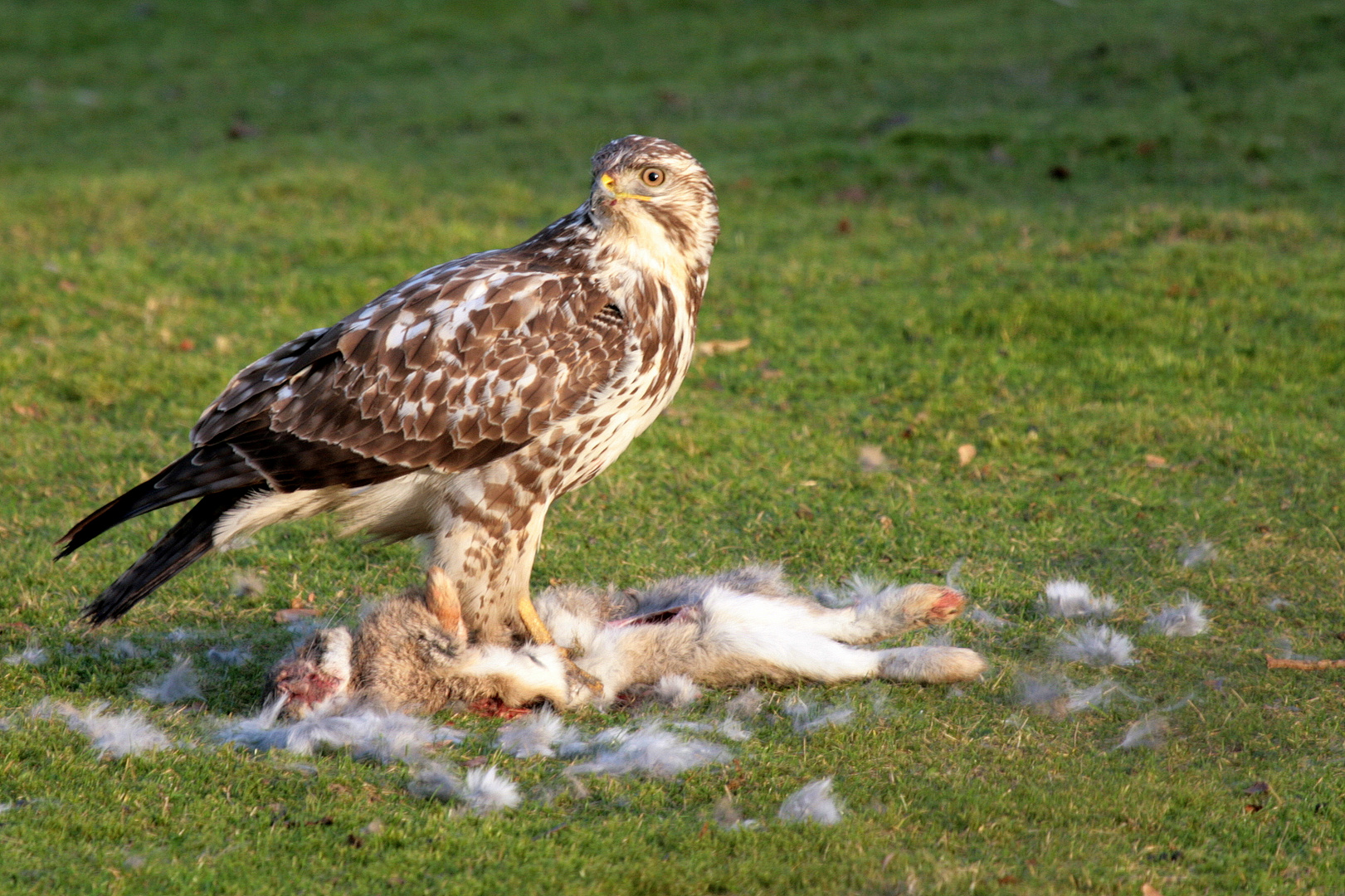 "Vögel in Wolfsburg" Mäusebussard 18.01.12 WN