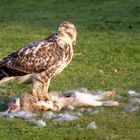 "Vögel in Wolfsburg" Mäusebussard 18.01.12 WN