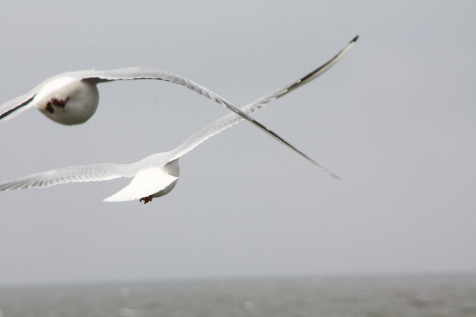 Vögel Insel Usedom