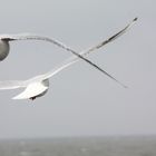 Vögel Insel Usedom