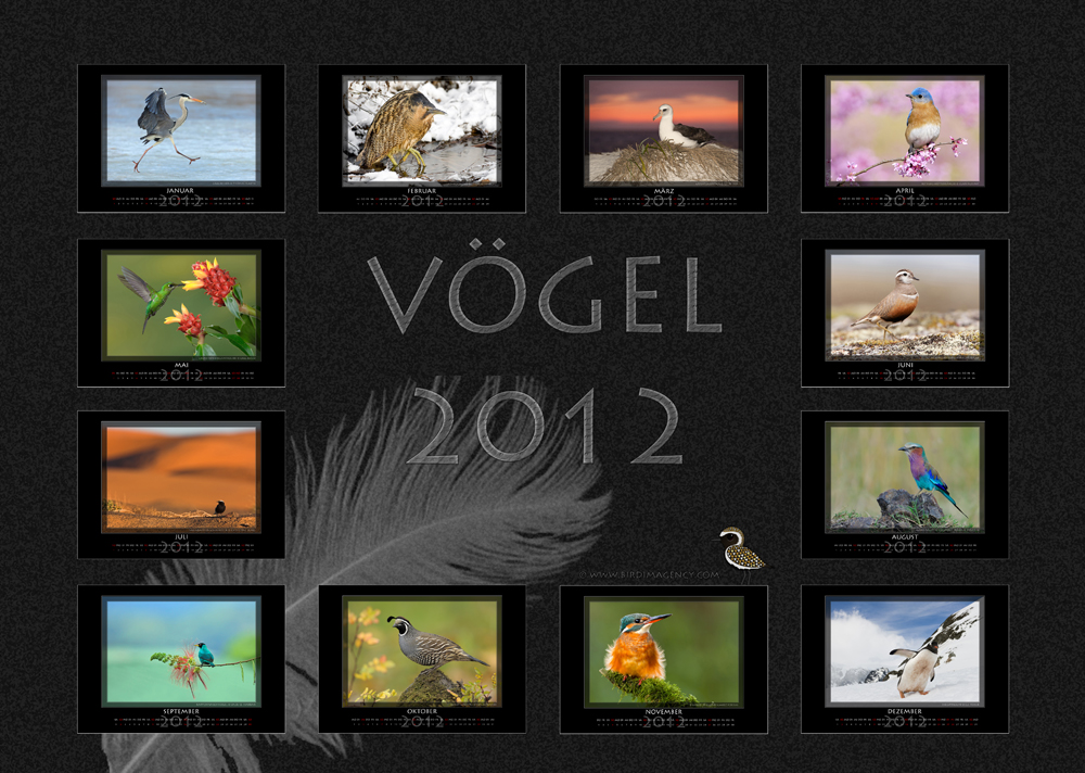 Vögel Kalender 2012