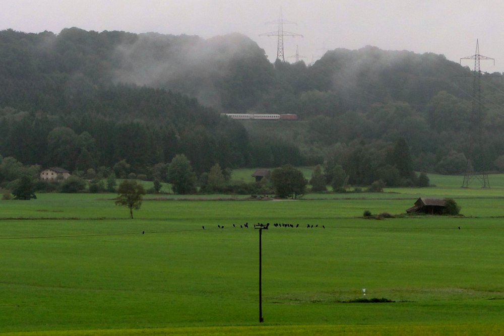 Vögel kennen keine Abstandsregeln