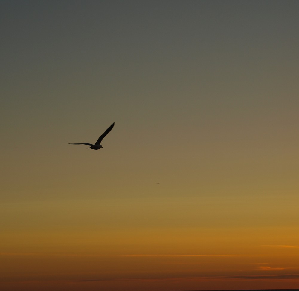 Vögel können fliegen...