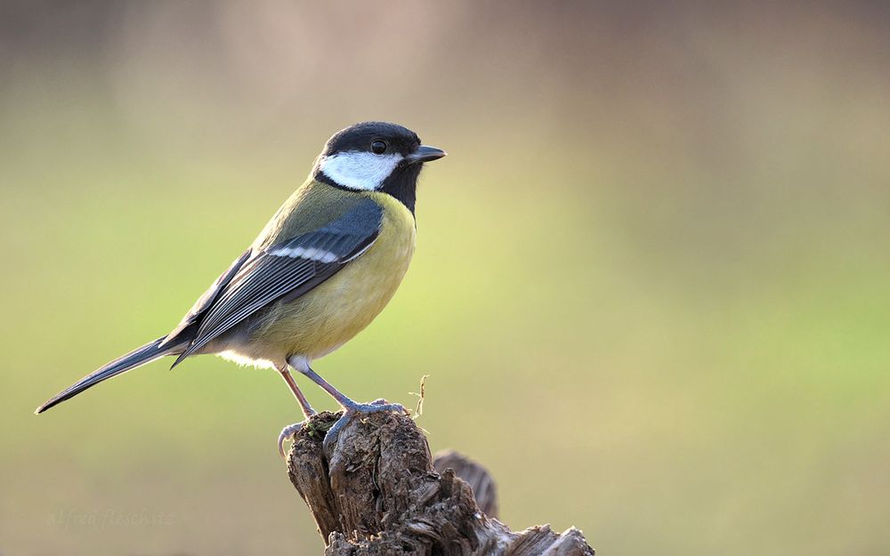 Vögel Kohlmeise 003 2023