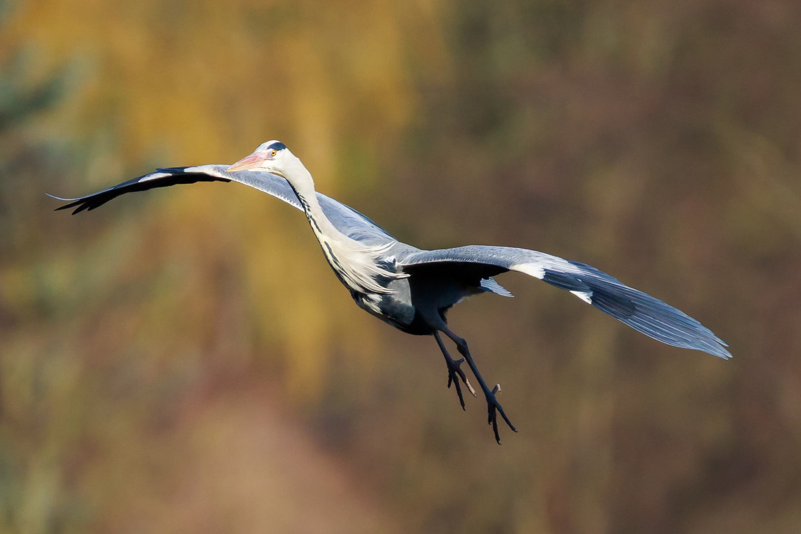 Vögel, Lahn (14 von 19)