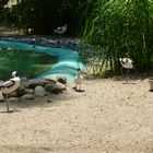 Vögel Landschaft im Zoo