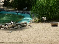 Vögel Landschaft im Zoo