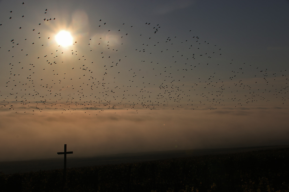 Vögel mit Sonne und Kreuz