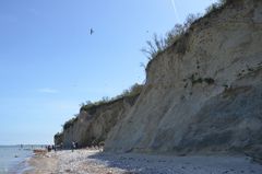 Vögel nisten an der Steilküste / Enddorn 