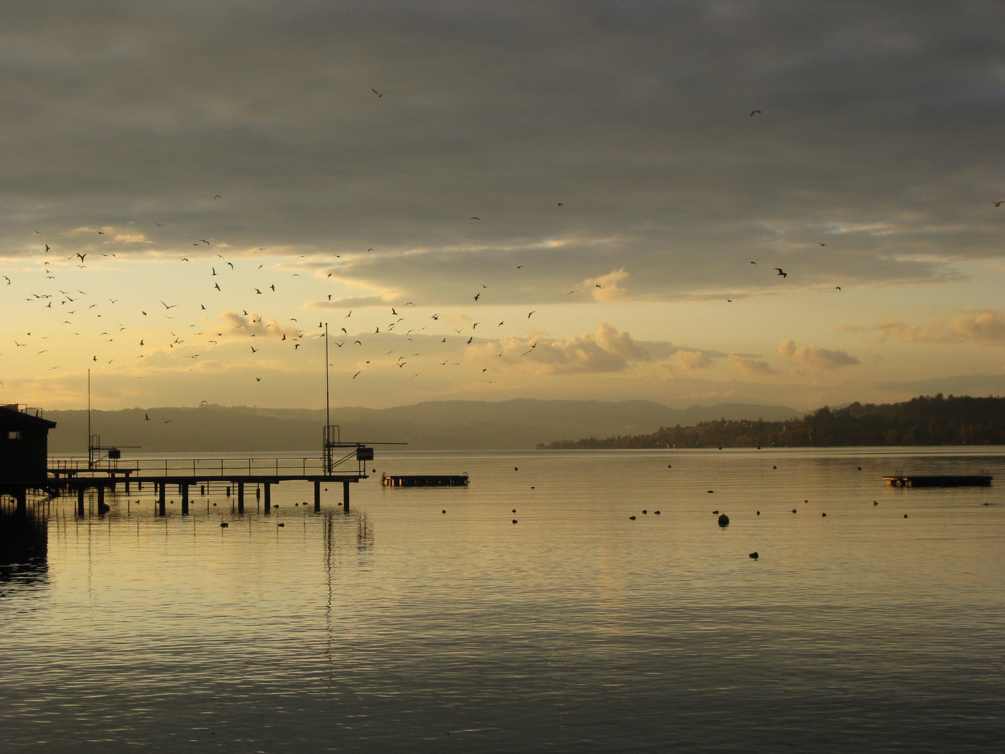 Vögel Rapperswil