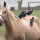 Vögel rupfen Pony