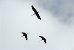 Vögel Silhouetten