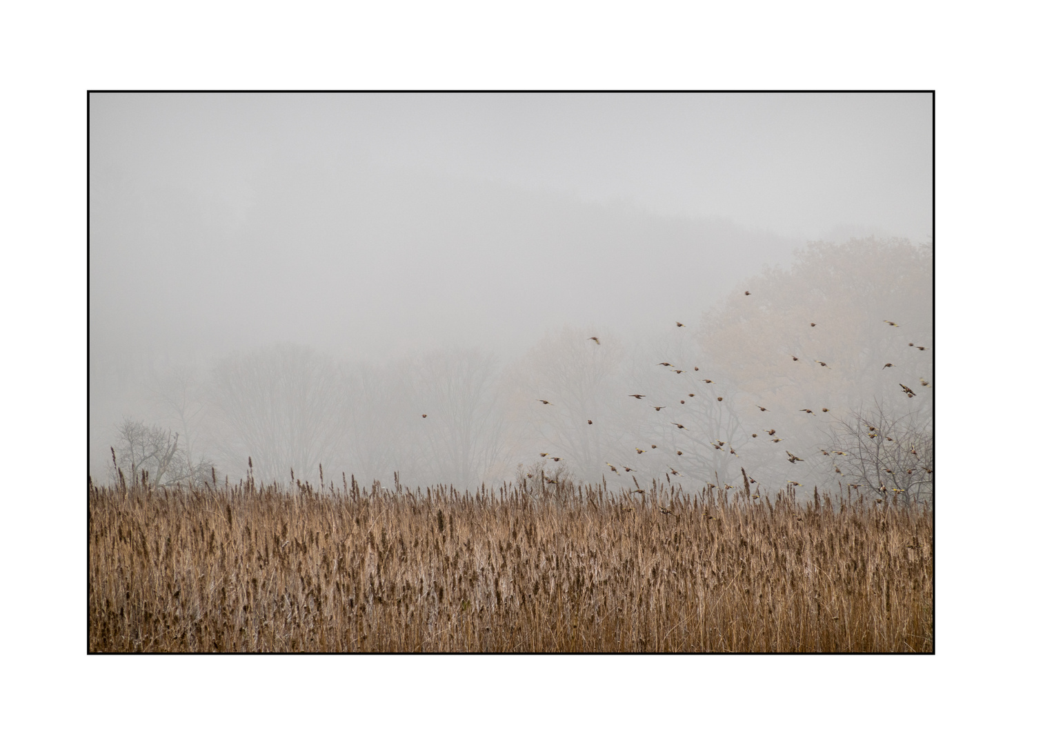 Vögel über dem Feld