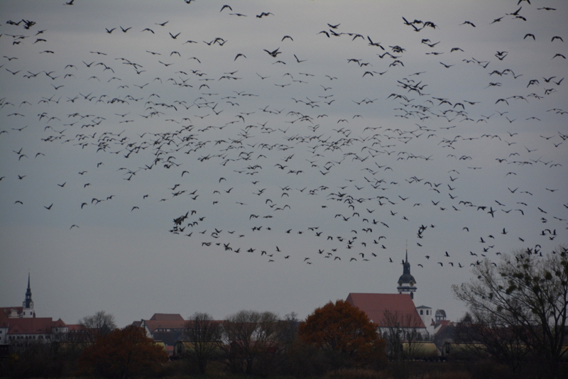 vögel über der stadt