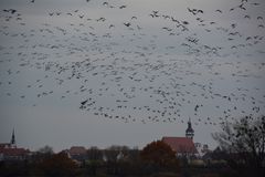 vögel über der stadt