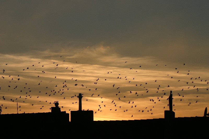 Vögel über der Stadt