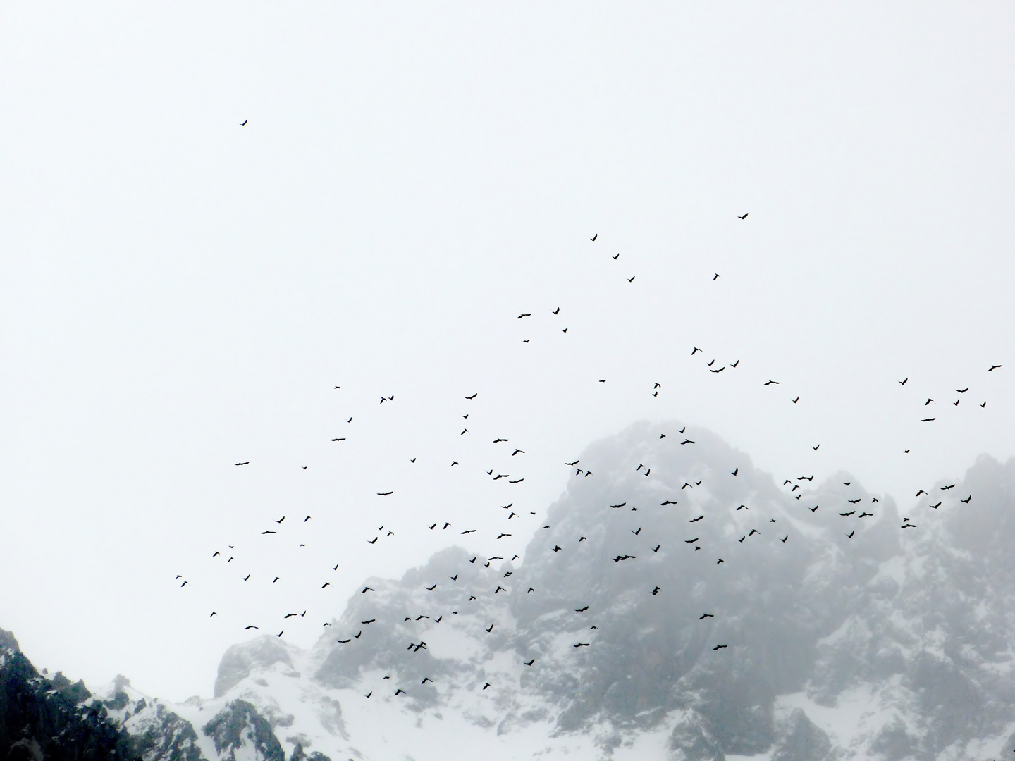 Vögel über Mittenwald