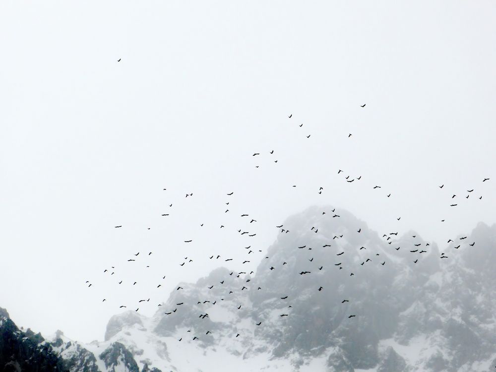 Vögel über Mittenwald