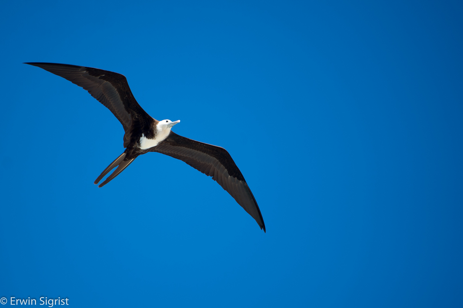 Vögel über Tortola (Britische Jungferninseln)