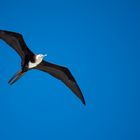 Vögel über Tortola (Britische Jungferninseln)