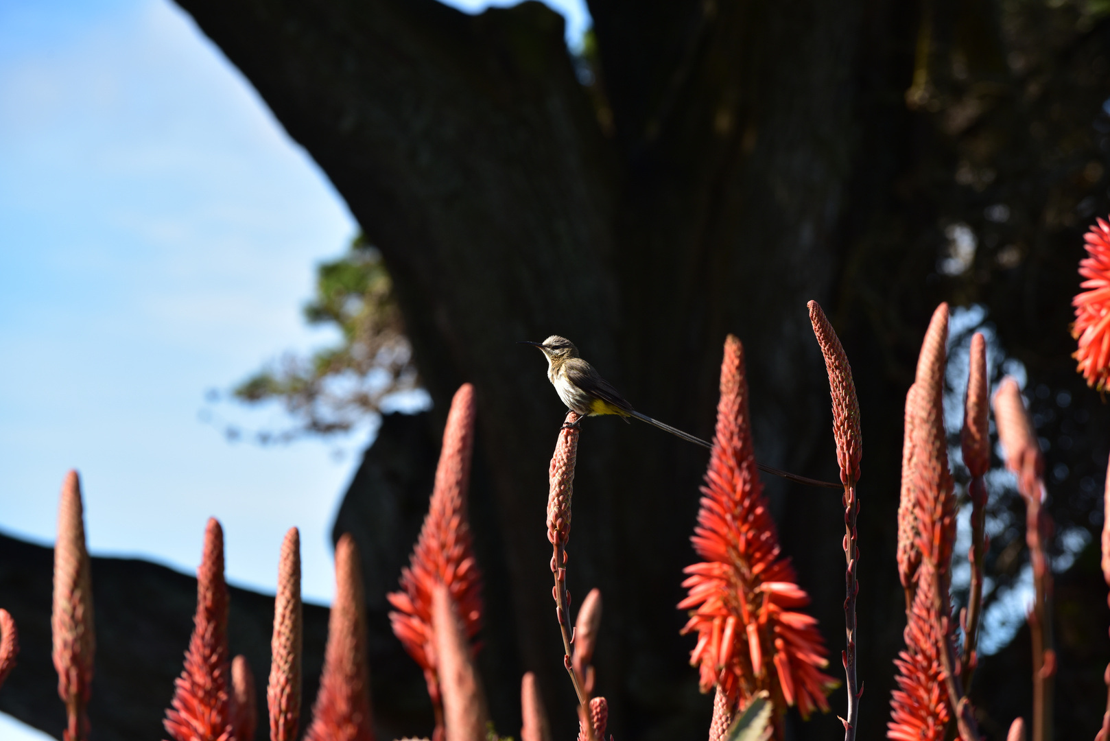 Vögel und Blumen.                   DSC_4678