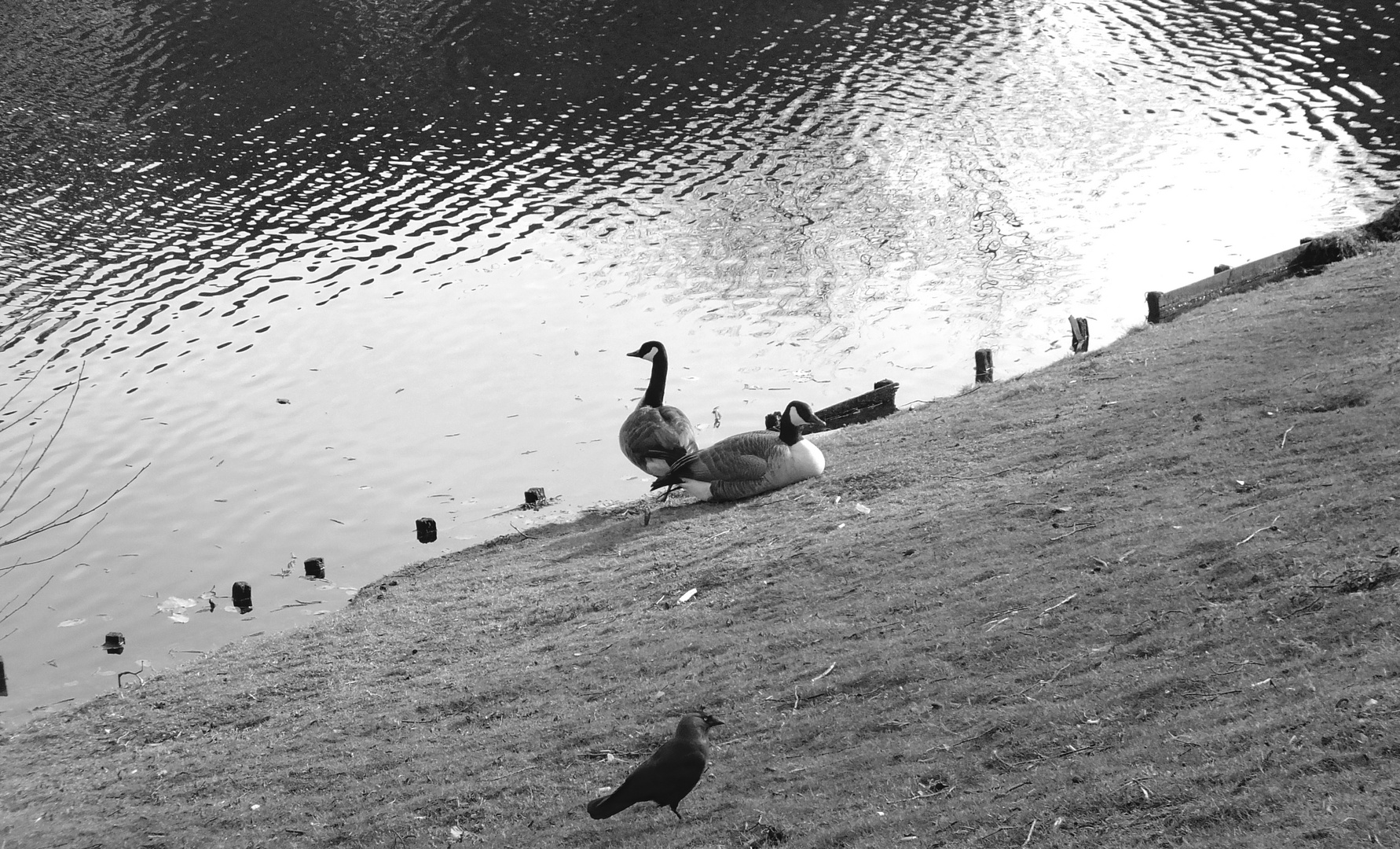 Vögel und der See