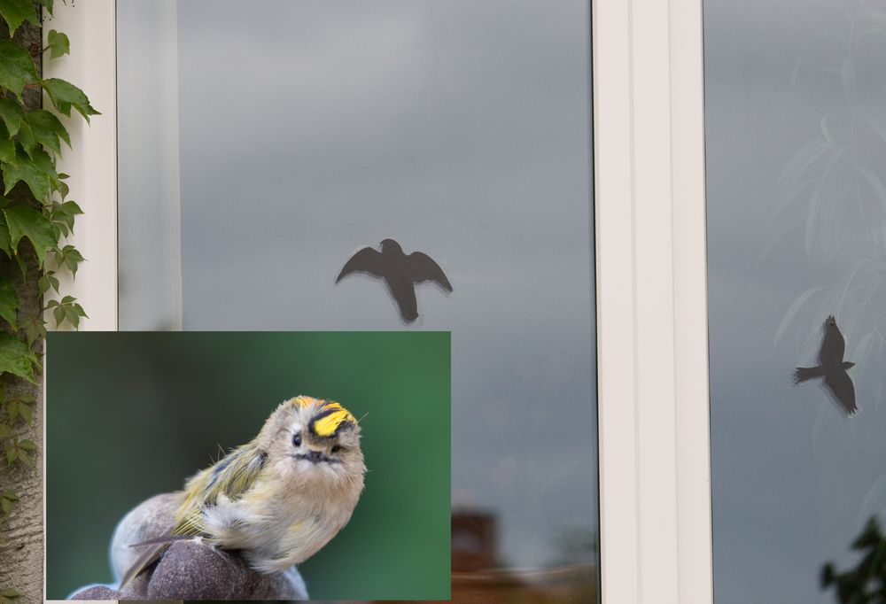 Vögel und Glas