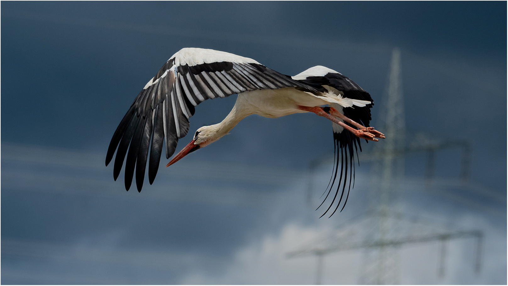 Vögel und Hindernisse 