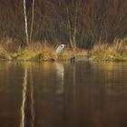 Vögel und Nutria