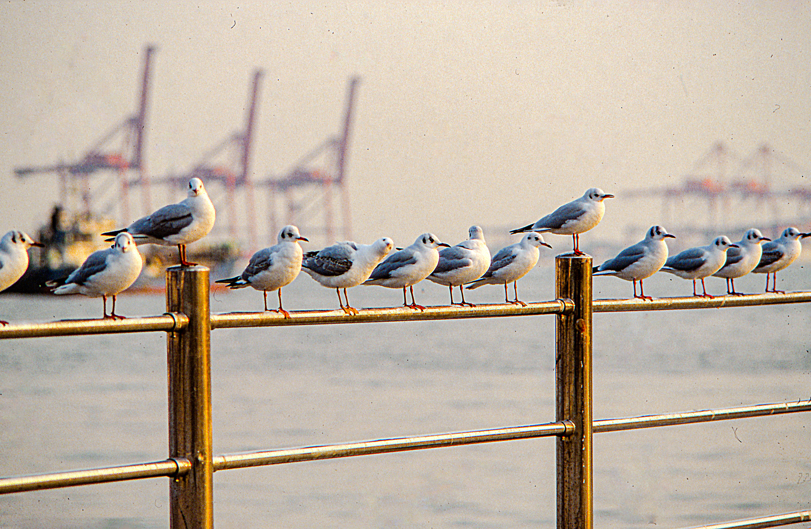 Vögel und Stahlvögel